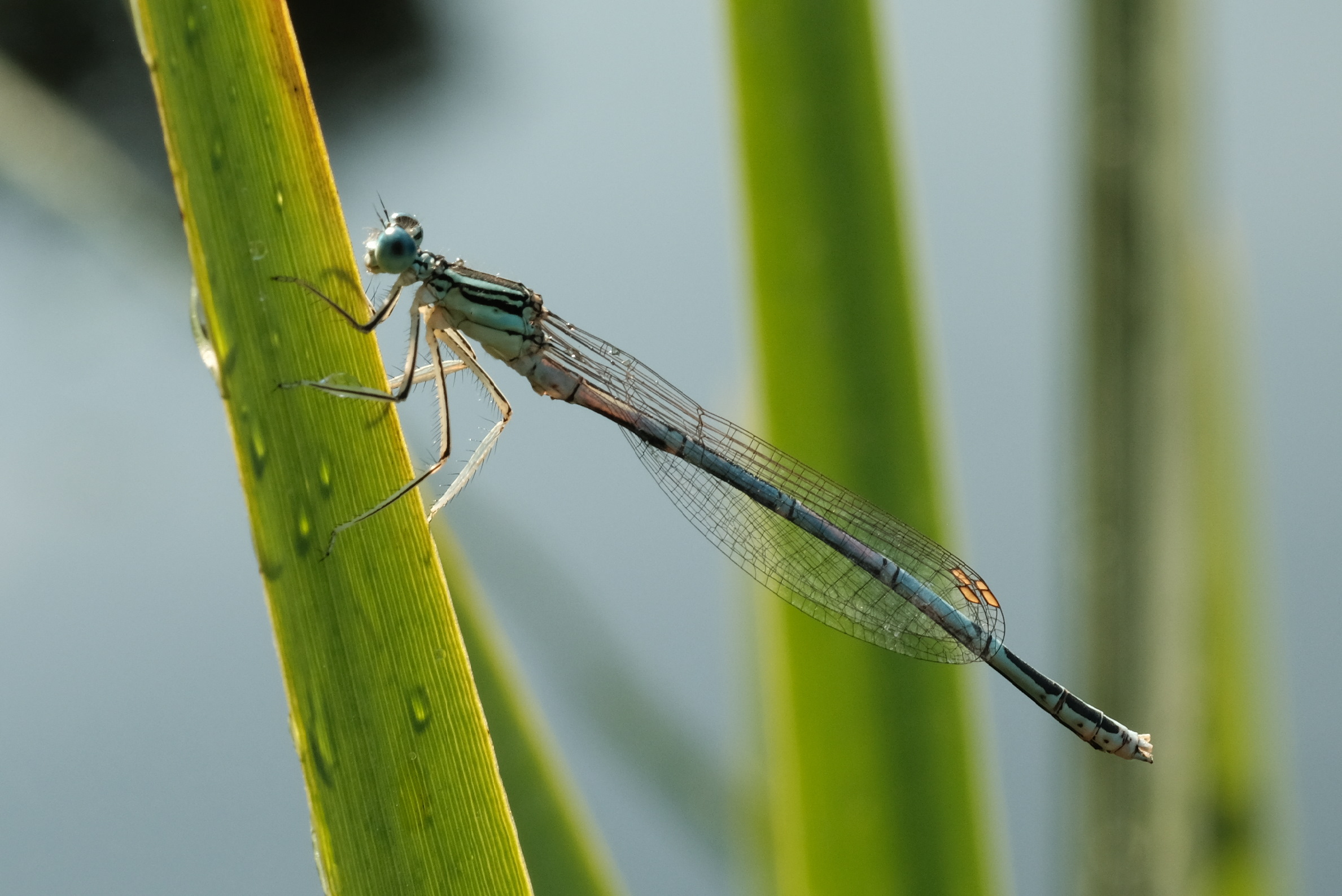 libellule
